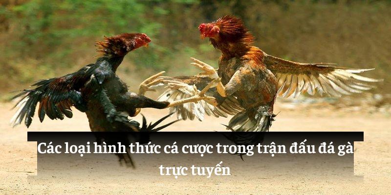 Các loại hình thức cá cược trong trận đấu đá gà trực tuyến