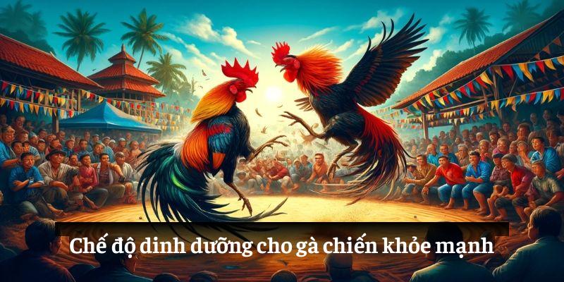 Chế độ dinh dưỡng cho gà chiến khỏe mạnh