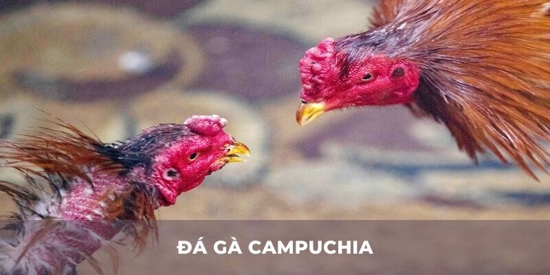 Đá gà Campuchia - Sân chơi kịch tính của những chiến kê