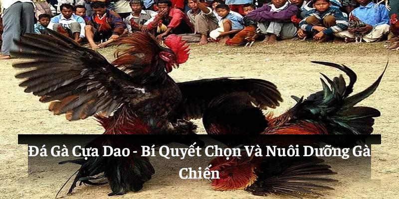 Đá Gà Cựa Dao: Bí Quyết Chọn Và Nuôi Dưỡng Gà Chiến