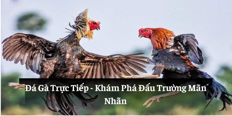 Đá Gà Trực Tiếp: Khám Phá Đấu Trường Mãn Nhãn