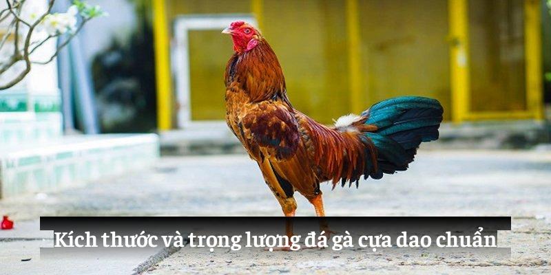 Kích thước và trọng lượng đá gà cựa dao chuẩn