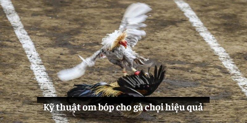 Kỹ thuật om bóp cho gà chọi hiệu quả