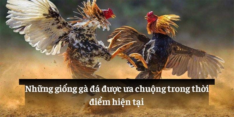 Những giống gà đá được ưa chuộng trong thời điểm hiện tại